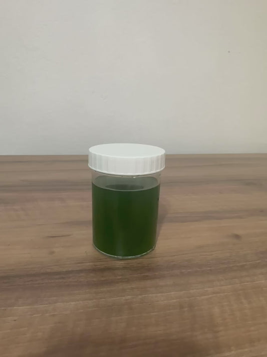 GreenerBreath Pure Algae – %100 Doğal Spirulina Kültürü 200 ml